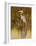 Great Blue Heron Standing in Salt Marsh on the Laguna Madre at South Padre Island, Texas, USA-Larry Ditto-Framed Photographic Print