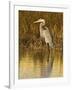 Great Blue Heron Standing in Salt Marsh on the Laguna Madre at South Padre Island, Texas, USA-Larry Ditto-Framed Photographic Print