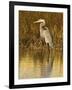 Great Blue Heron Standing in Salt Marsh on the Laguna Madre at South Padre Island, Texas, USA-Larry Ditto-Framed Photographic Print