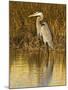 Great Blue Heron Standing in Salt Marsh on the Laguna Madre at South Padre Island, Texas, USA-Larry Ditto-Mounted Photographic Print