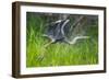 Great blue heron taking flight, USA-George Sanker-Framed Photographic Print