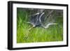 Great blue heron taking flight, USA-George Sanker-Framed Photographic Print