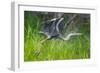 Great blue heron taking flight, USA-George Sanker-Framed Photographic Print