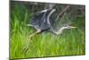 Great blue heron taking flight, USA-George Sanker-Mounted Photographic Print