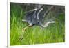 Great blue heron taking flight, USA-George Sanker-Framed Photographic Print