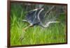 Great blue heron taking flight, USA-George Sanker-Framed Photographic Print