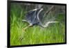 Great blue heron taking flight, USA-George Sanker-Framed Photographic Print