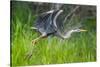 Great blue heron taking flight, USA-George Sanker-Stretched Canvas