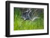 Great blue heron taking flight, USA-George Sanker-Framed Photographic Print