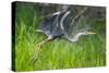 Great blue heron taking flight, USA-George Sanker-Stretched Canvas