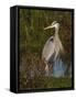Great Blue Heron Wading, Texas, USA-Larry Ditto-Framed Stretched Canvas