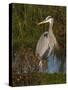 Great Blue Heron Wading, Texas, USA-Larry Ditto-Stretched Canvas