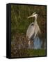 Great Blue Heron Wading, Texas, USA-Larry Ditto-Framed Stretched Canvas