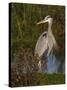 Great Blue Heron Wading, Texas, USA-Larry Ditto-Stretched Canvas