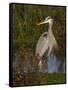 Great Blue Heron Wading, Texas, USA-Larry Ditto-Framed Stretched Canvas