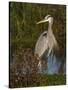 Great Blue Heron Wading, Texas, USA-Larry Ditto-Stretched Canvas