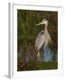 Great Blue Heron Wading, Texas, USA-Larry Ditto-Framed Premium Photographic Print