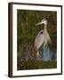 Great Blue Heron Wading, Texas, USA-Larry Ditto-Framed Premium Photographic Print