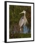 Great Blue Heron Wading, Texas, USA-Larry Ditto-Framed Premium Photographic Print