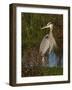 Great Blue Heron Wading, Texas, USA-Larry Ditto-Framed Photographic Print