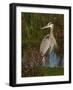 Great Blue Heron Wading, Texas, USA-Larry Ditto-Framed Photographic Print