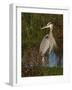 Great Blue Heron Wading, Texas, USA-Larry Ditto-Framed Photographic Print