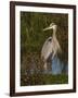 Great Blue Heron Wading, Texas, USA-Larry Ditto-Framed Photographic Print