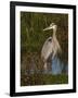 Great Blue Heron Wading, Texas, USA-Larry Ditto-Framed Photographic Print