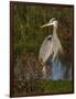 Great Blue Heron Wading, Texas, USA-Larry Ditto-Framed Photographic Print