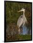 Great Blue Heron Wading, Texas, USA-Larry Ditto-Framed Photographic Print