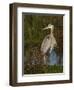 Great Blue Heron Wading, Texas, USA-Larry Ditto-Framed Photographic Print