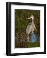 Great Blue Heron Wading, Texas, USA-Larry Ditto-Framed Photographic Print