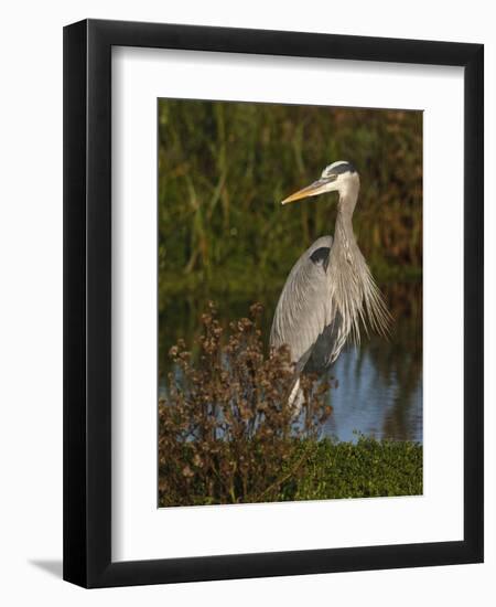 Great Blue Heron Wading, Texas, USA-Larry Ditto-Framed Photographic Print