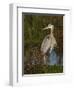 Great Blue Heron Wading, Texas, USA-Larry Ditto-Framed Photographic Print