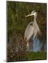 Great Blue Heron Wading, Texas, USA-Larry Ditto-Mounted Photographic Print