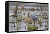 Great Blue Heron with Fish-Larry Ditto-Framed Stretched Canvas