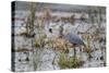 Great Blue Heron with Fish-Larry Ditto-Stretched Canvas