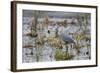 Great Blue Heron with Fish-Larry Ditto-Framed Photographic Print