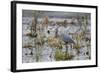 Great Blue Heron with Fish-Larry Ditto-Framed Photographic Print