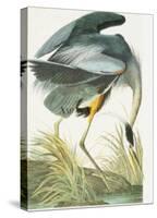 Great Blue Heron-John James Audubon-Stretched Canvas