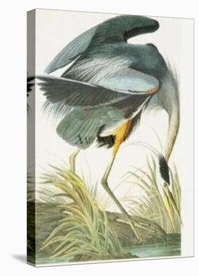 Great Blue Heron-John James Audubon-Stretched Canvas