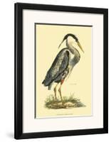Great Blue Heron-Prideaux John Selby-Framed Art Print