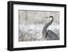 Great Blue Heron-Jason Savage-Framed Art Print