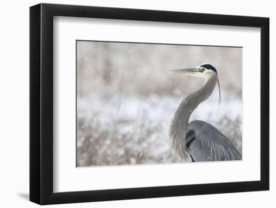 Great Blue Heron-Jason Savage-Framed Art Print