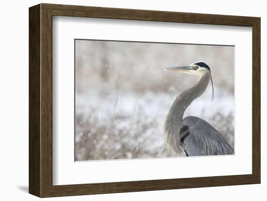 Great Blue Heron-Jason Savage-Framed Art Print