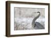 Great Blue Heron-Jason Savage-Framed Art Print