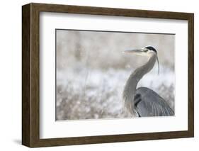 Great Blue Heron-Jason Savage-Framed Art Print