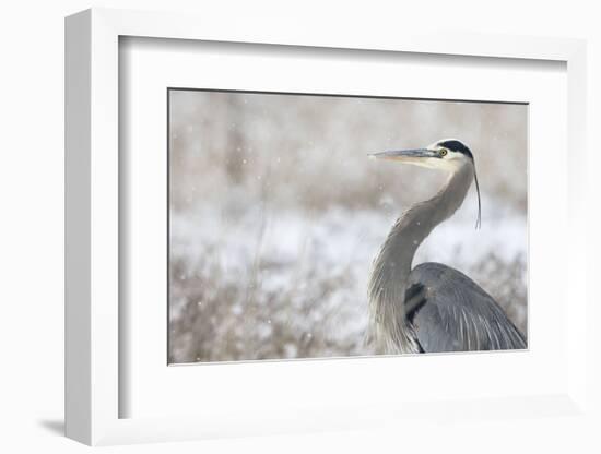 Great Blue Heron-Jason Savage-Framed Art Print