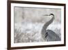 Great Blue Heron-Jason Savage-Framed Art Print