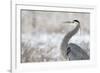 Great Blue Heron-Jason Savage-Framed Art Print